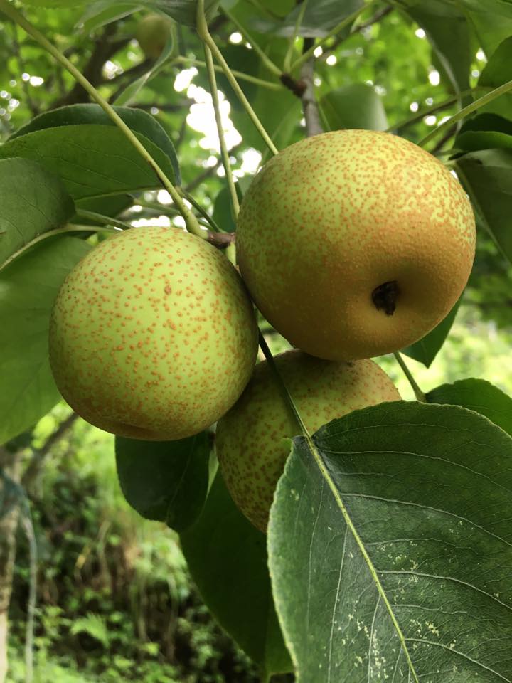 Lê Tai Nung Bắc Hà