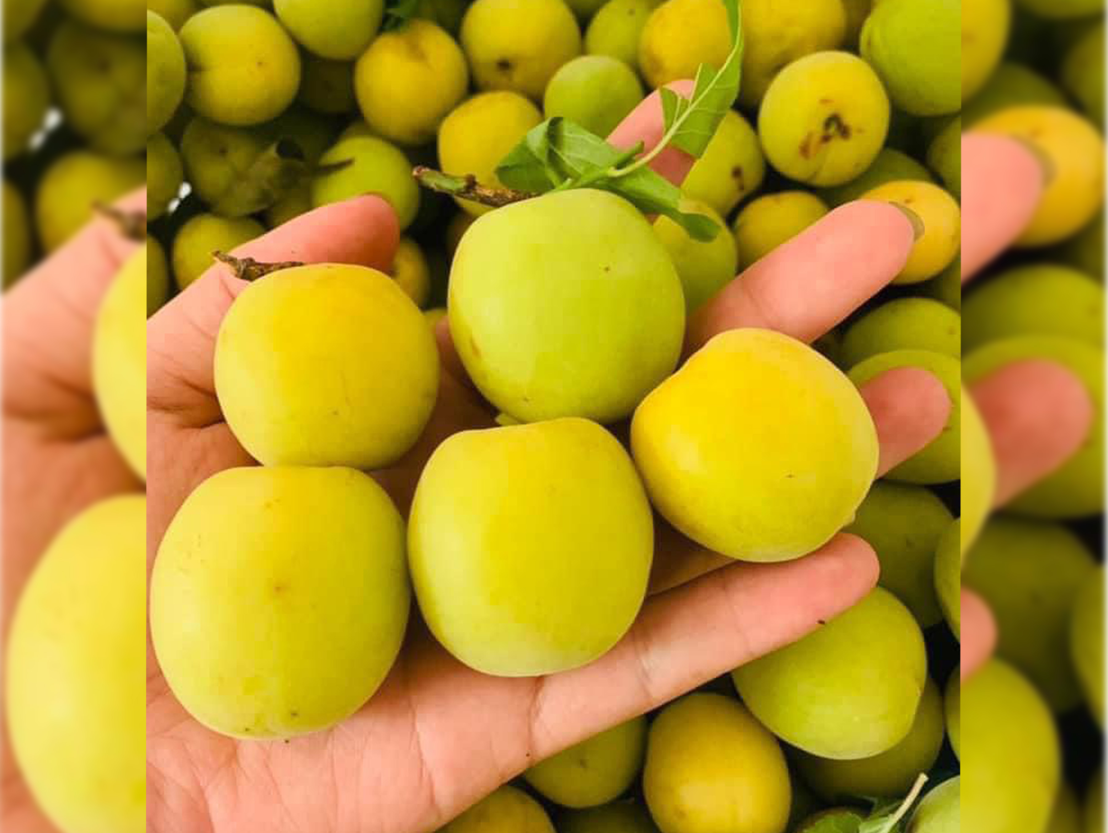 Mơ thóc Mộc Châu