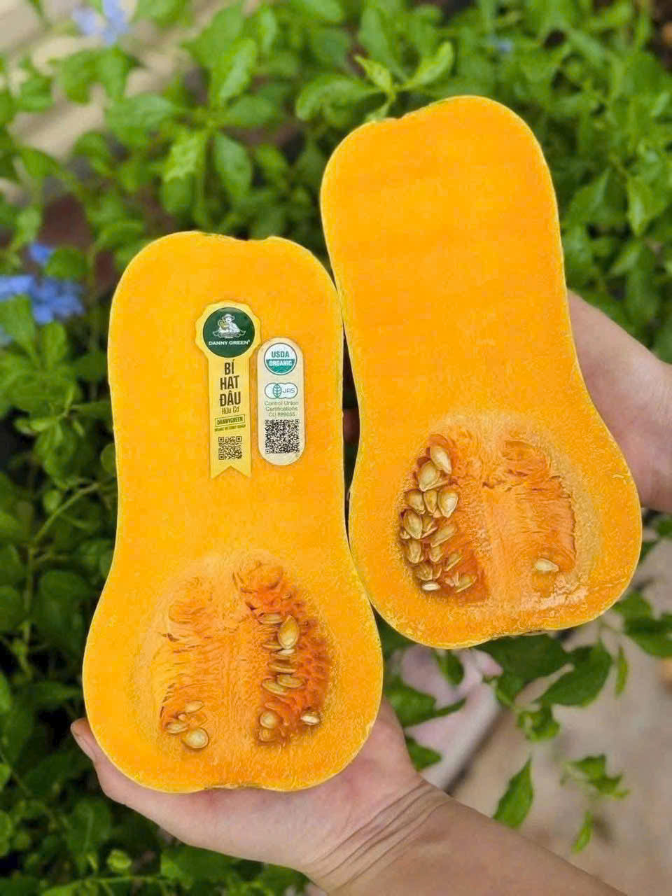 Bí Hạt Đậu Hữu cơ USDA