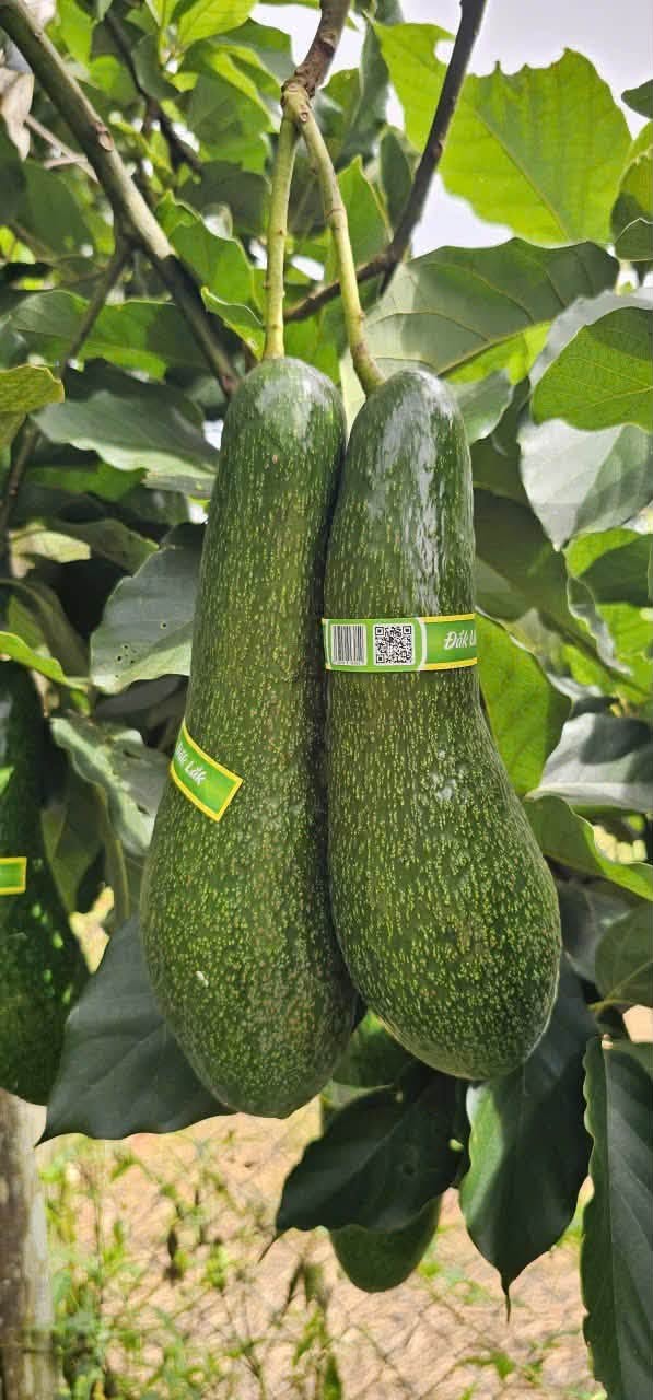 Bơ sáp 034 Đắk Lắc (2621003)