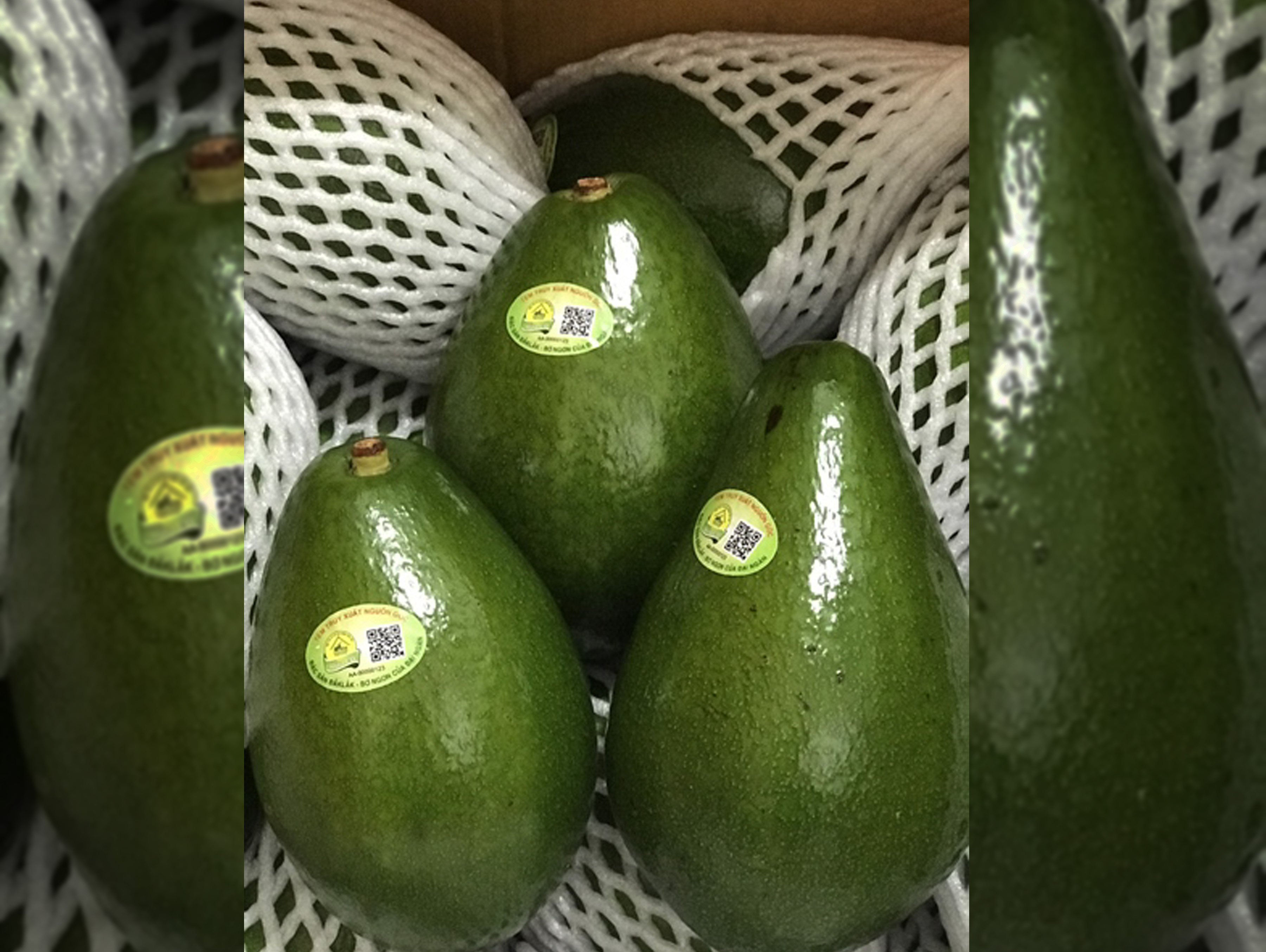 Bơ Sáp Tứ Quý