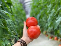 Cà chua RASA – Nông sản công nghệ cao Mộc Châu