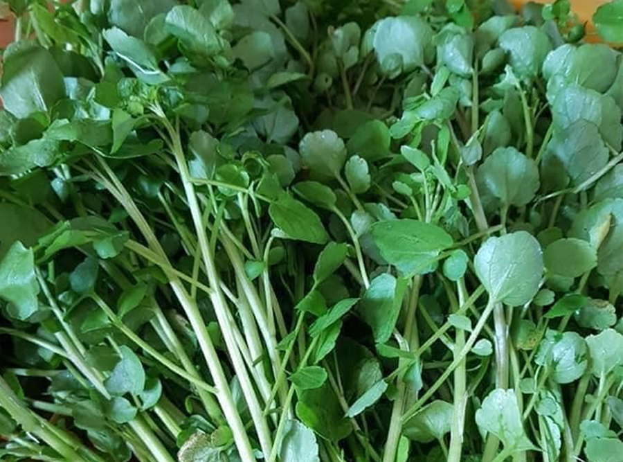 Rau Cải xoong