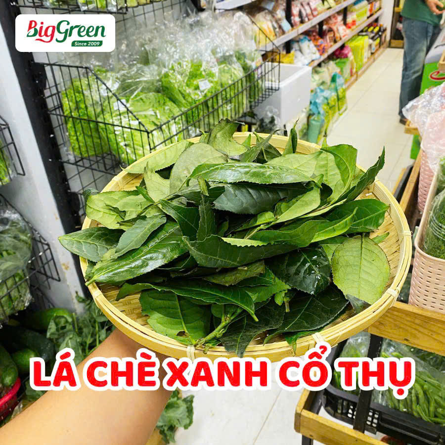 Chè Xanh Cổ thụ