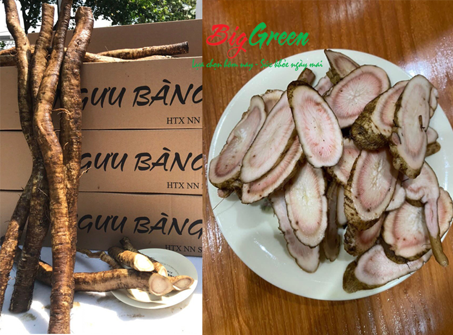 Củ Ngưu Bàng tươi