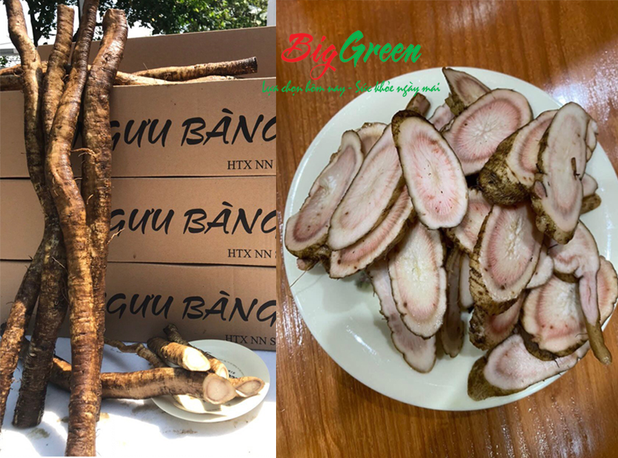 Củ ngưu bàng tươi