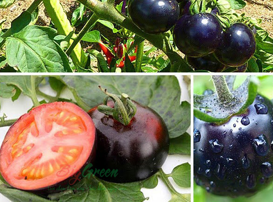 Cà chua đen hữu cơ