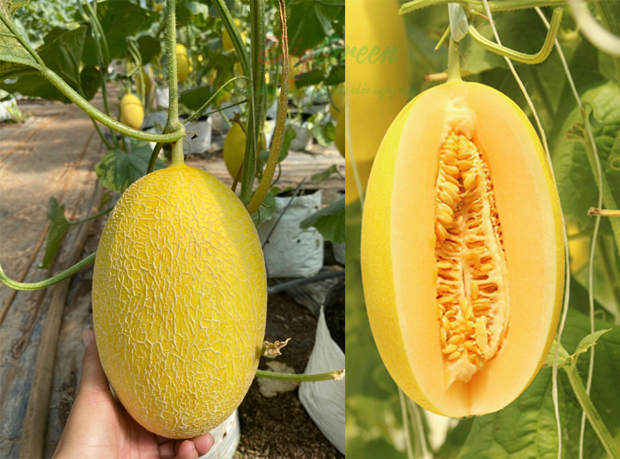 Dưa lưới Huỳnh kim Long Hữu cơ