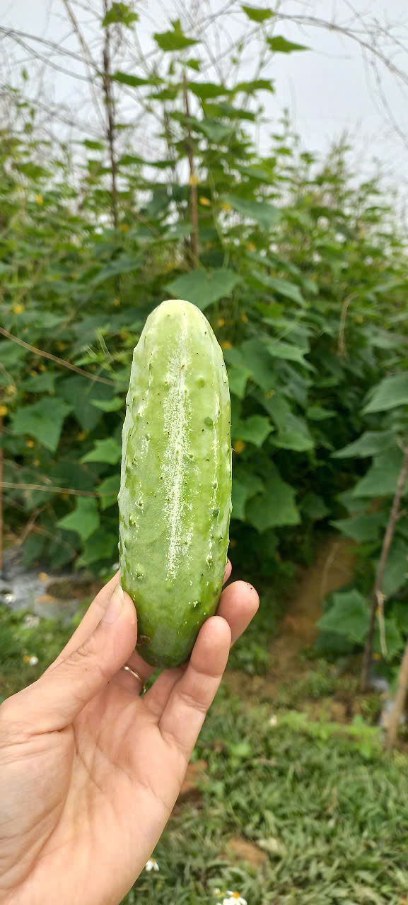 Dưa chuột nếp chuyển đổi hữu cơ