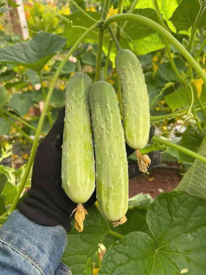 Dưa chuột nếp VietGap (SP001309)