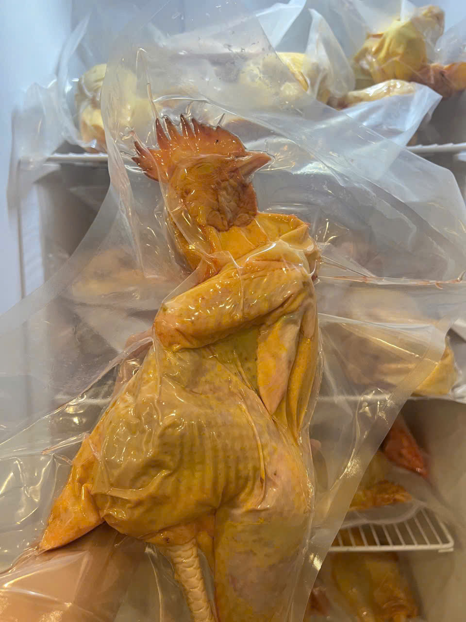 Gà Ri Vàng Rơm