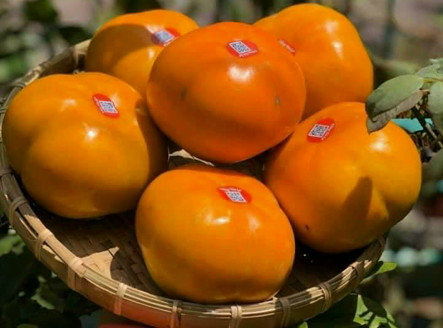 Hồng Fuji Đà Lạt