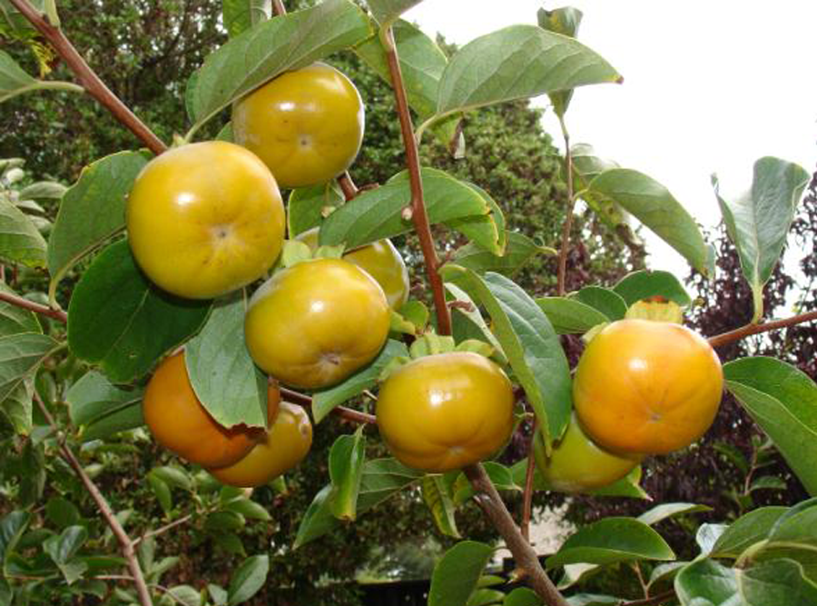 Hồng Fuji Mộc Châu
