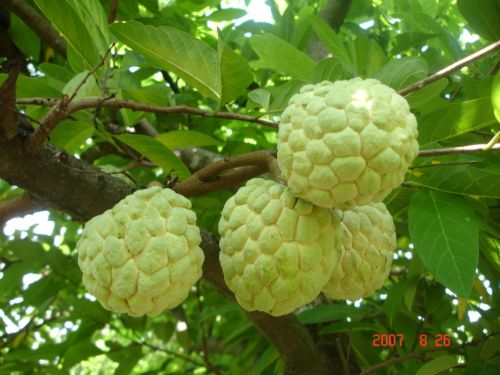 Na Núi Bà Đen Tây Ninh