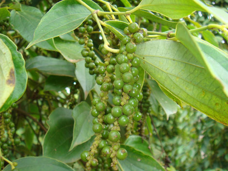 Hạt tiêu xanh