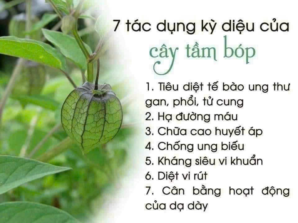 CÔNG DỤNG CÂY TẦM PHỎNG