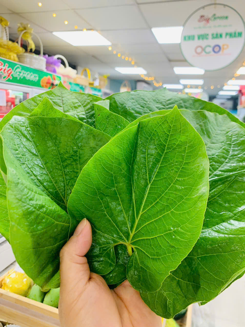 Lá Dổi đất
