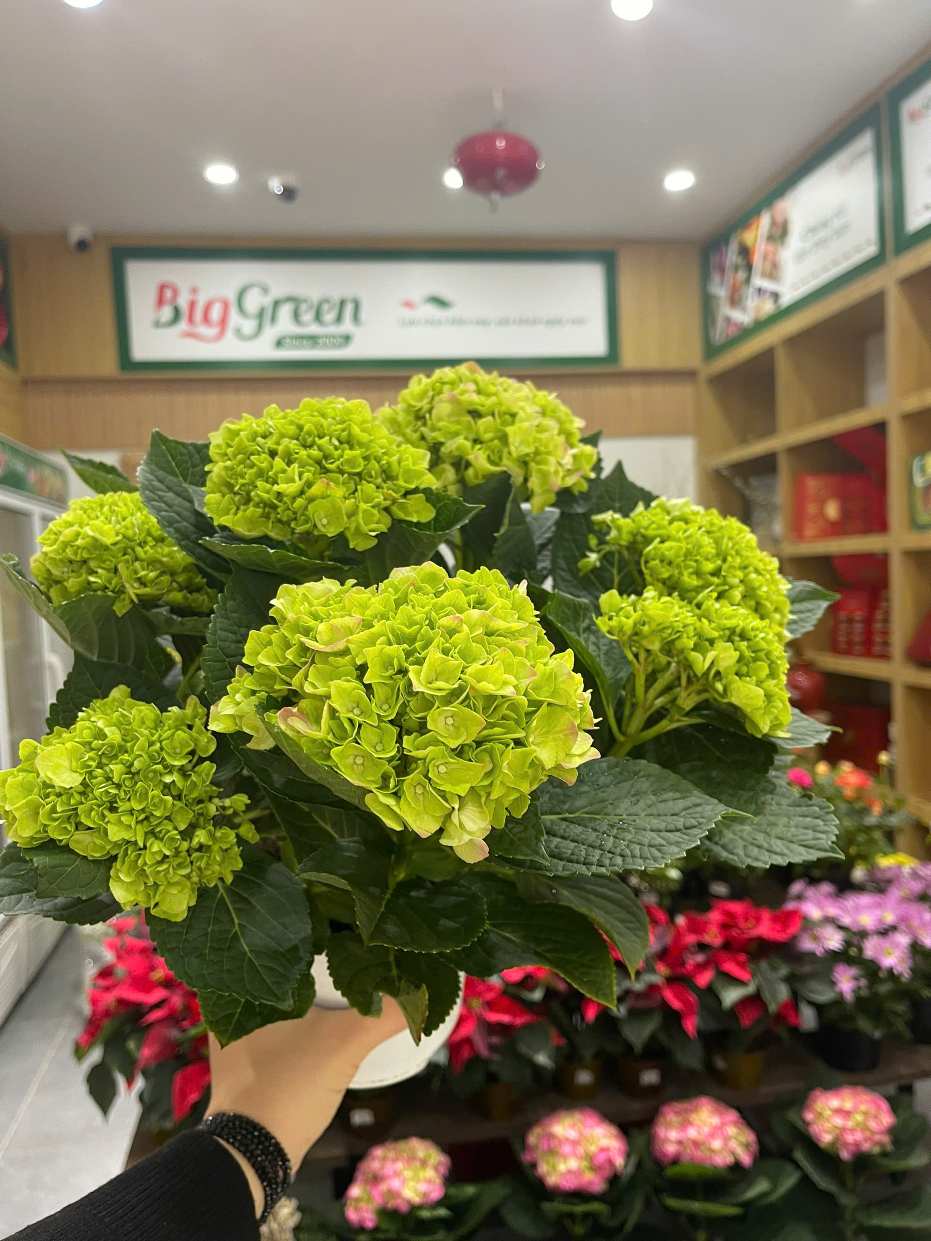 Cẩm Tú Cầu Đa Bông