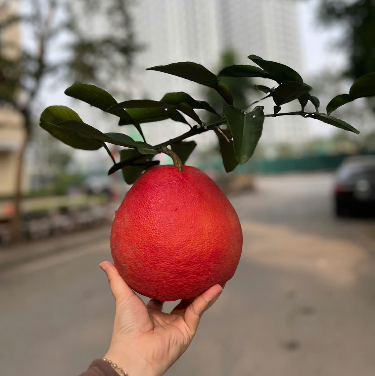 Bưởi Đỏ Nhung Tiến Vua