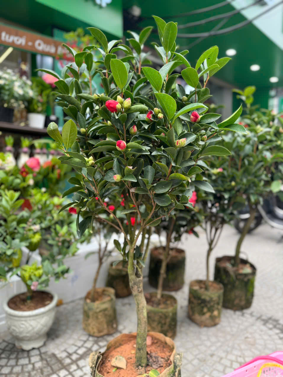 Chậu Hoa Trà size to