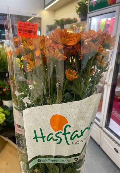 Hoa Cúc Mai Cam -Hasfarm ( Bó)