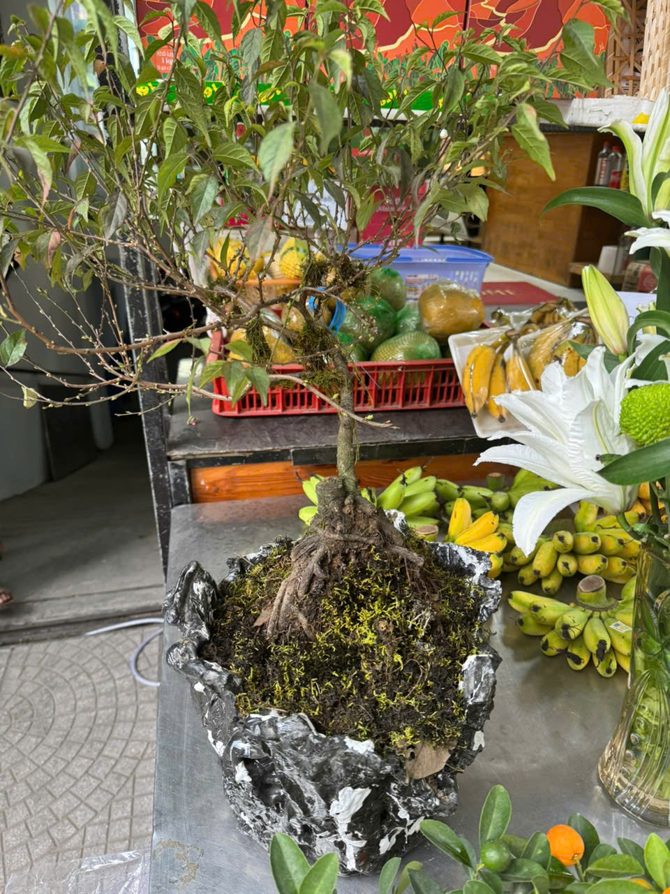 Nhất Chi Mai bon sai chậu si