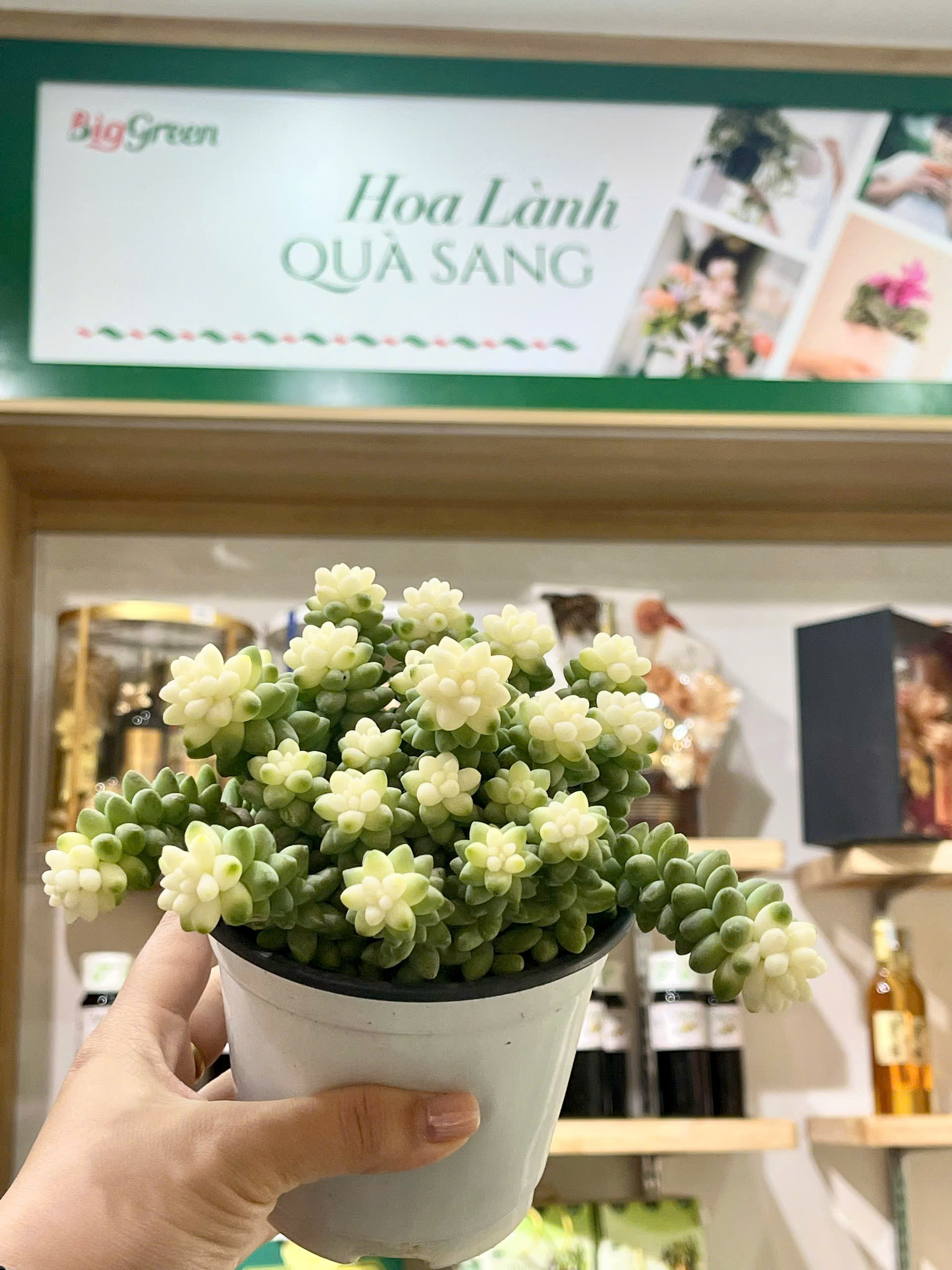 Chậu Sen Đá Chuỗi Ngọc