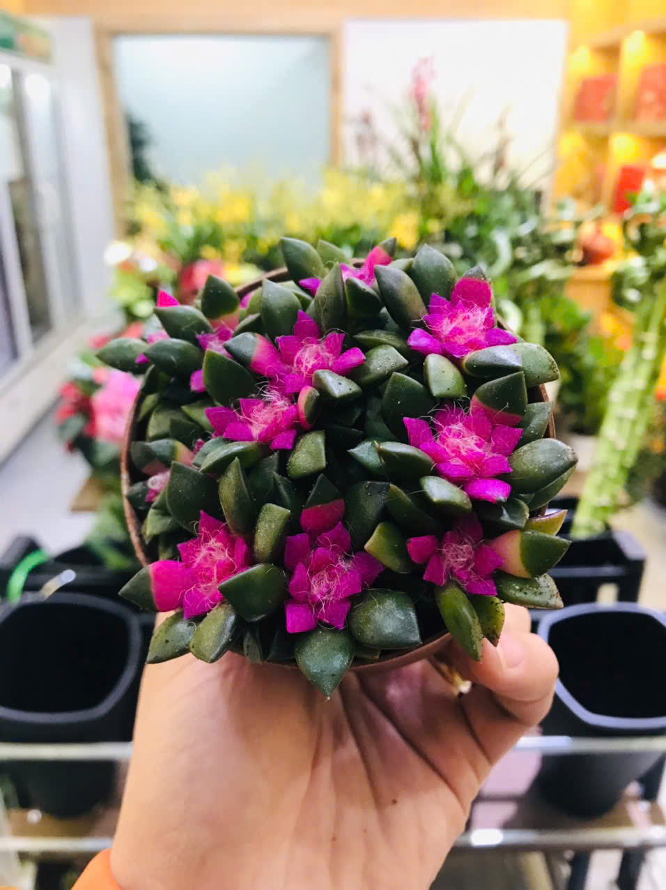 Sen đá hồng mini