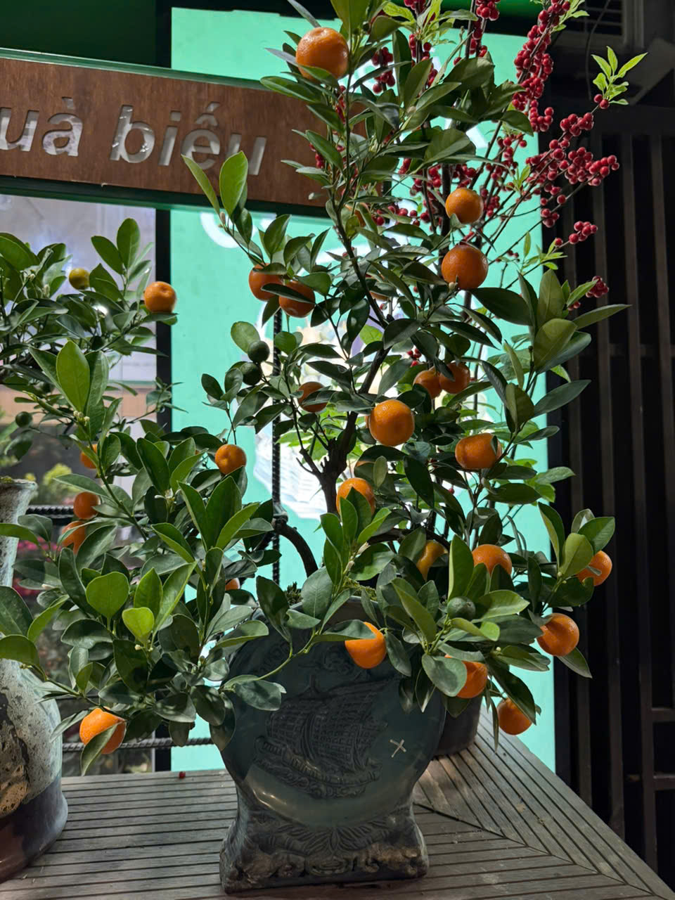 Quất Tiểu Cảnh Tứ Liên mini 02