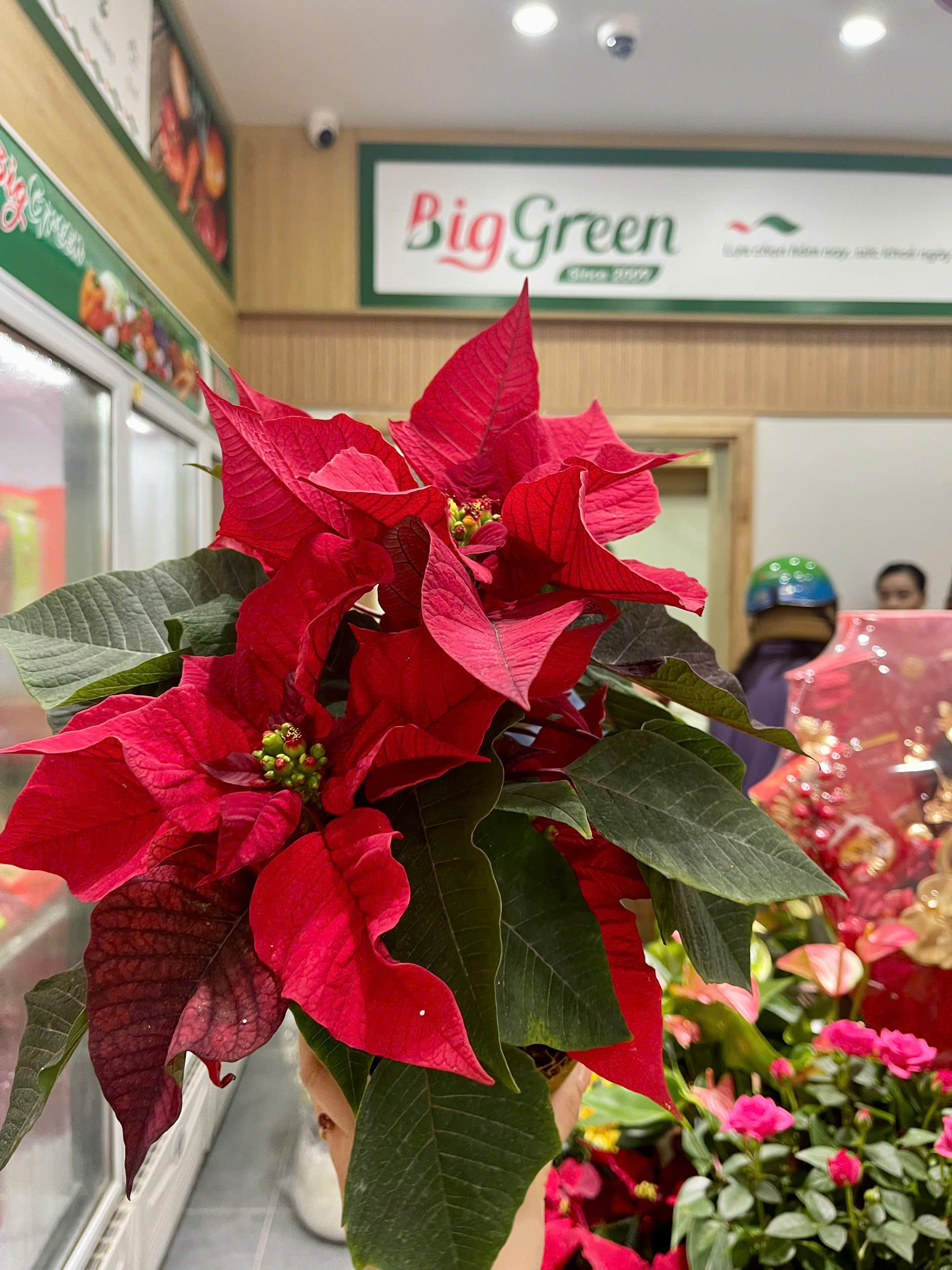 Trạng Nguyên Đỏ