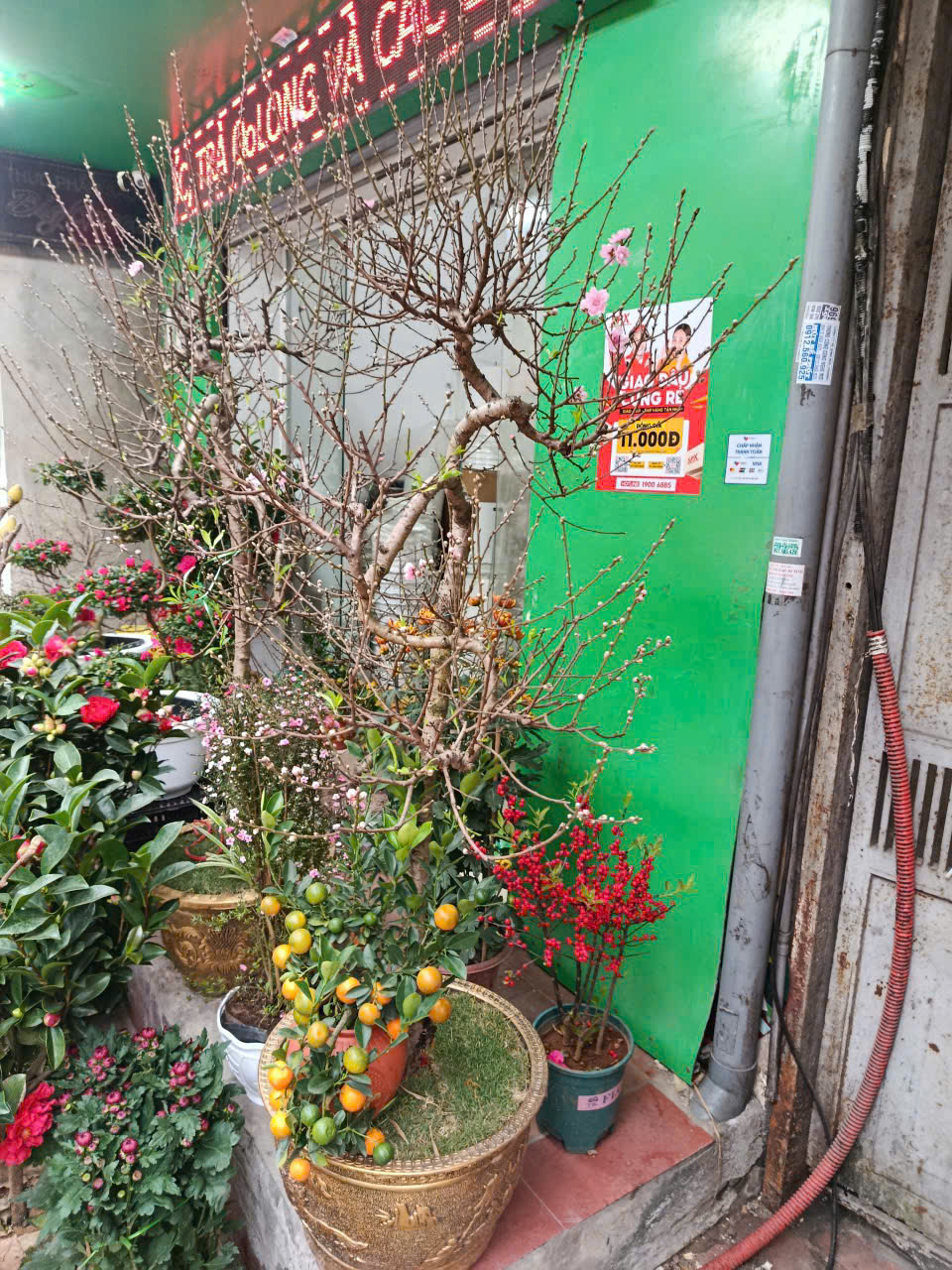 Chậu Đào thế size Đại