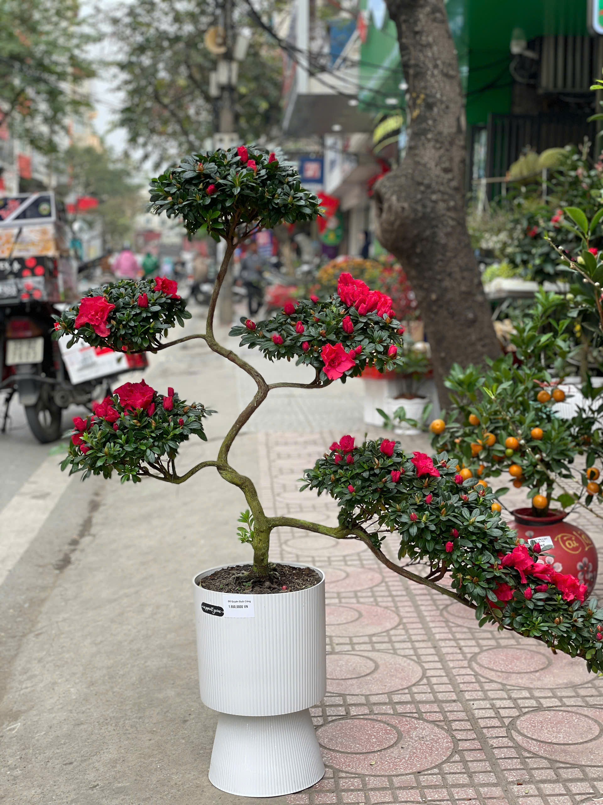 Đỗ Quyên đuôi Công 5 tầng