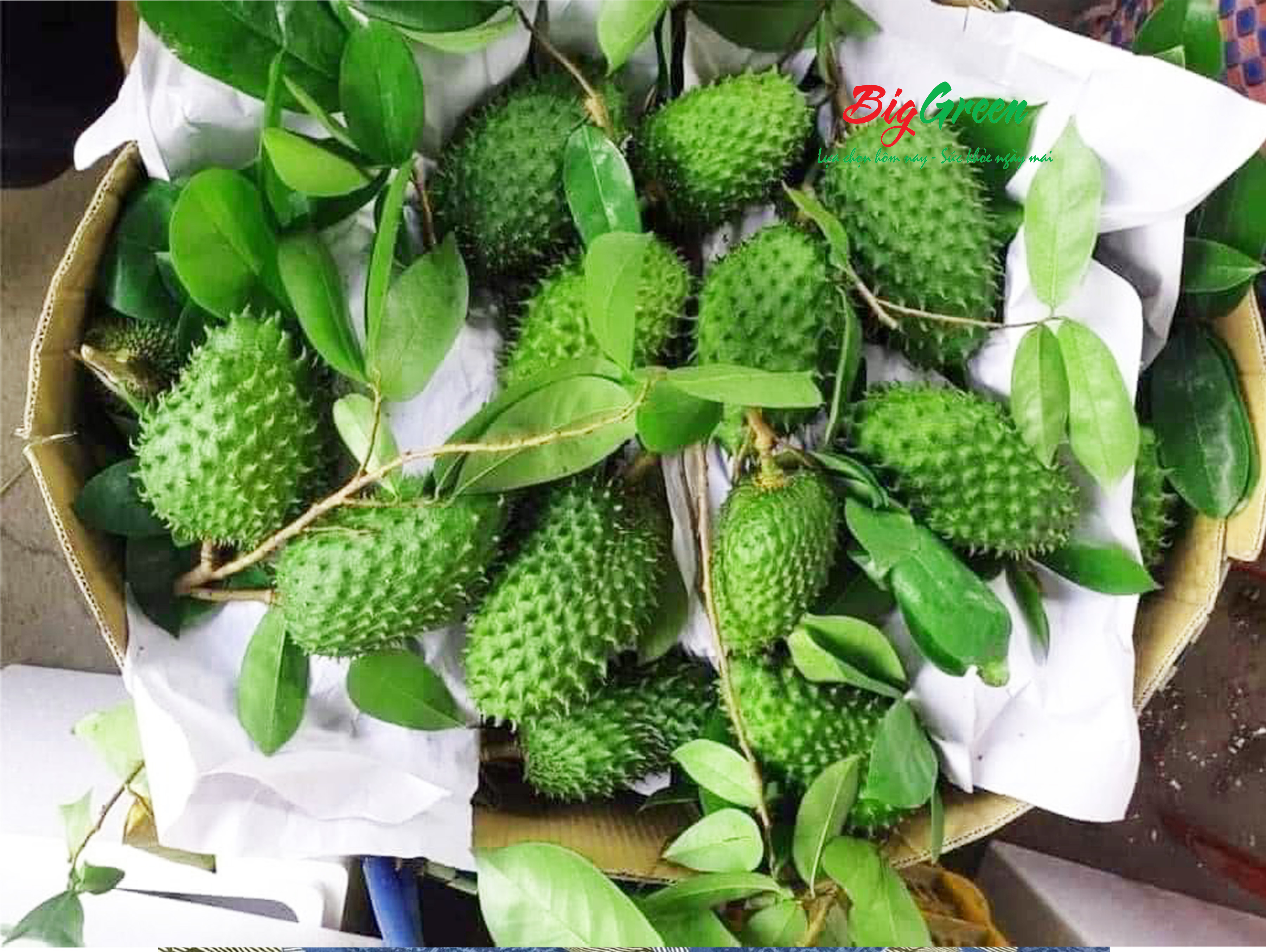 Mãng Cầu chưng tết