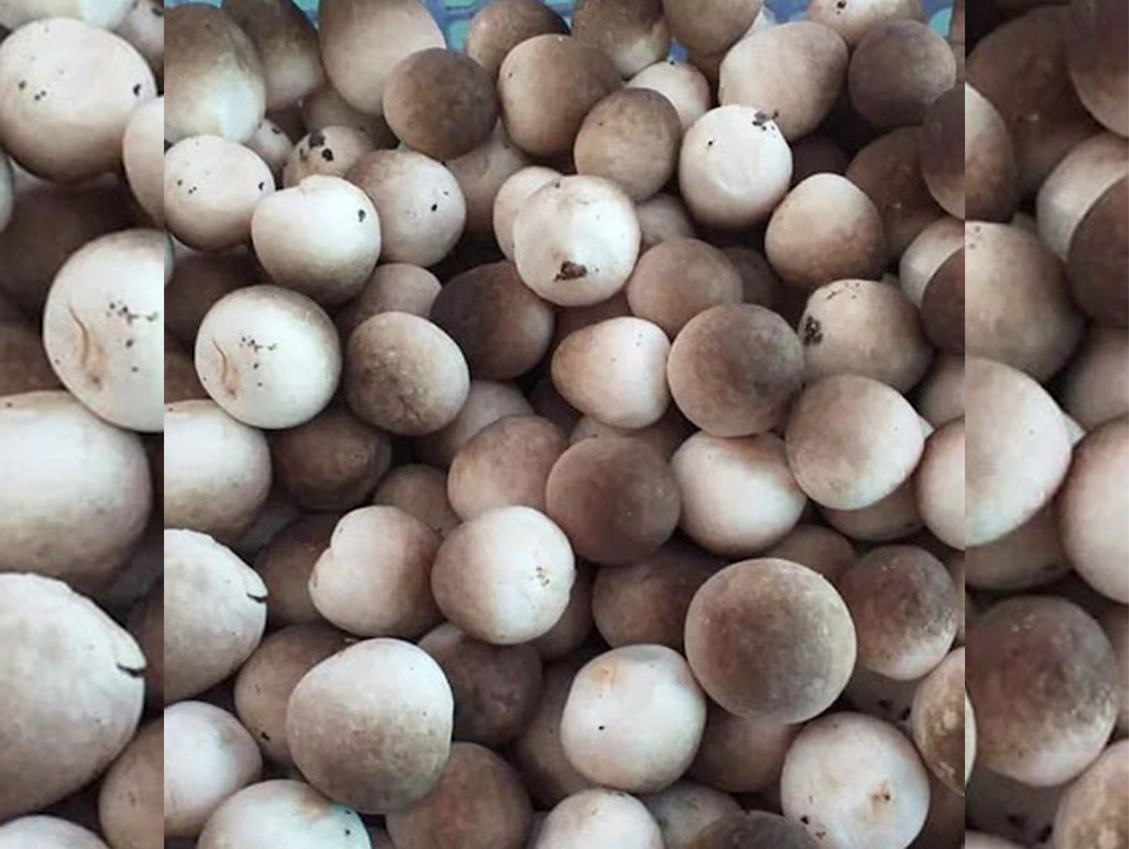 Nấm rơm tươi
