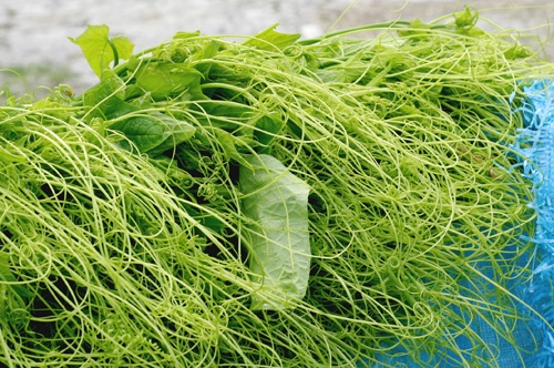 Ngọn Su Su VietGAP