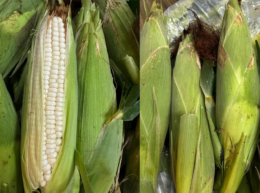 Ngô nếp hữu cơ hòa bình organic