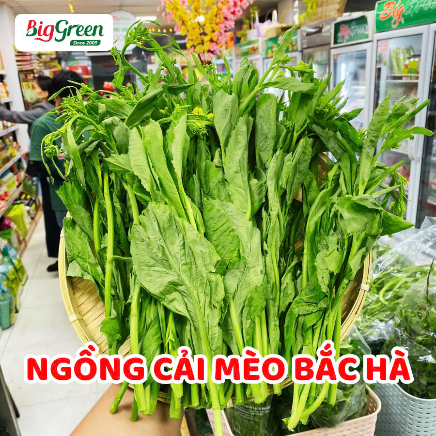 Ngồng cải Mèo Bắc Hà