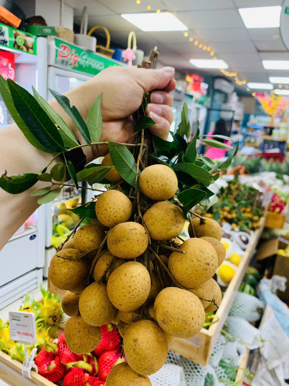 Nhãn Lồng Sông Mã