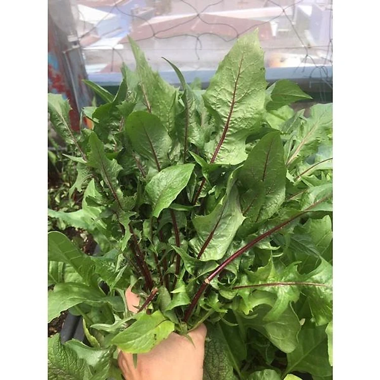 Bồ công anh tím hữu cơ hòa bình Organic