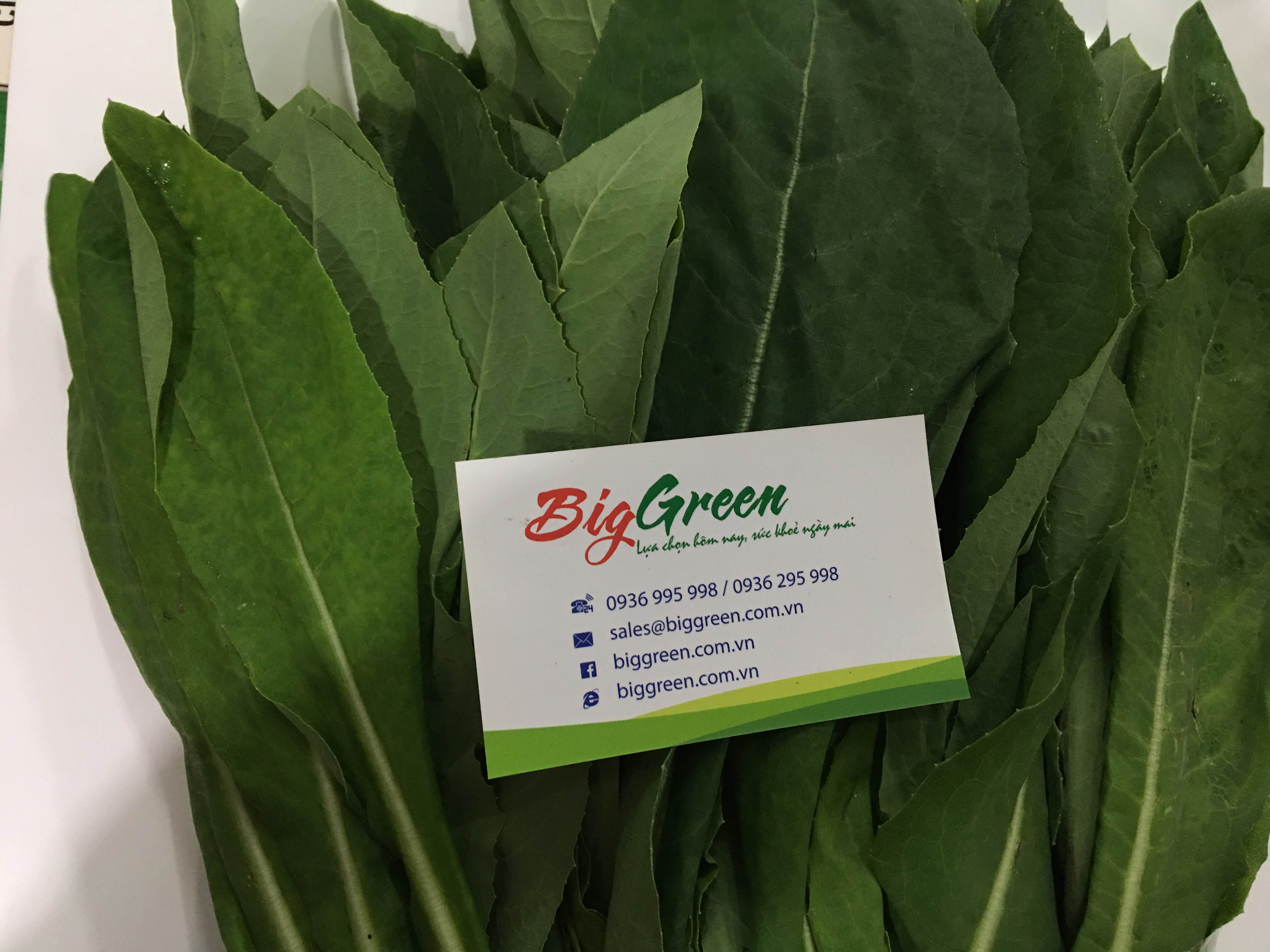 Rau Bồ Công Anh hữu cơ