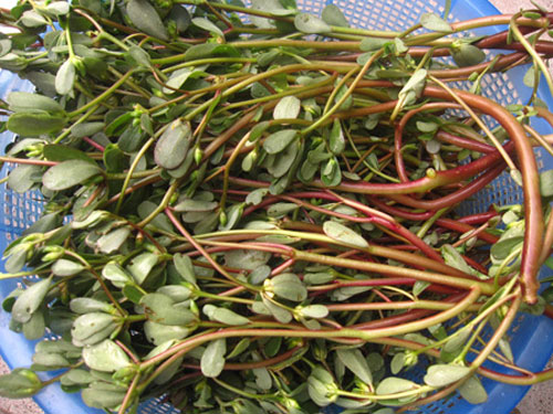 Rau Sam Hữu cơ