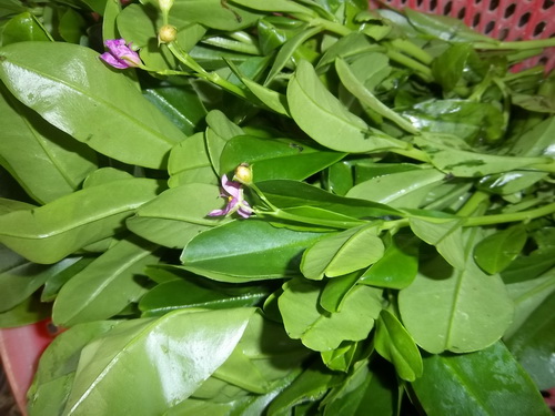 Rau Sâm đất Hữu cơ (2611141)