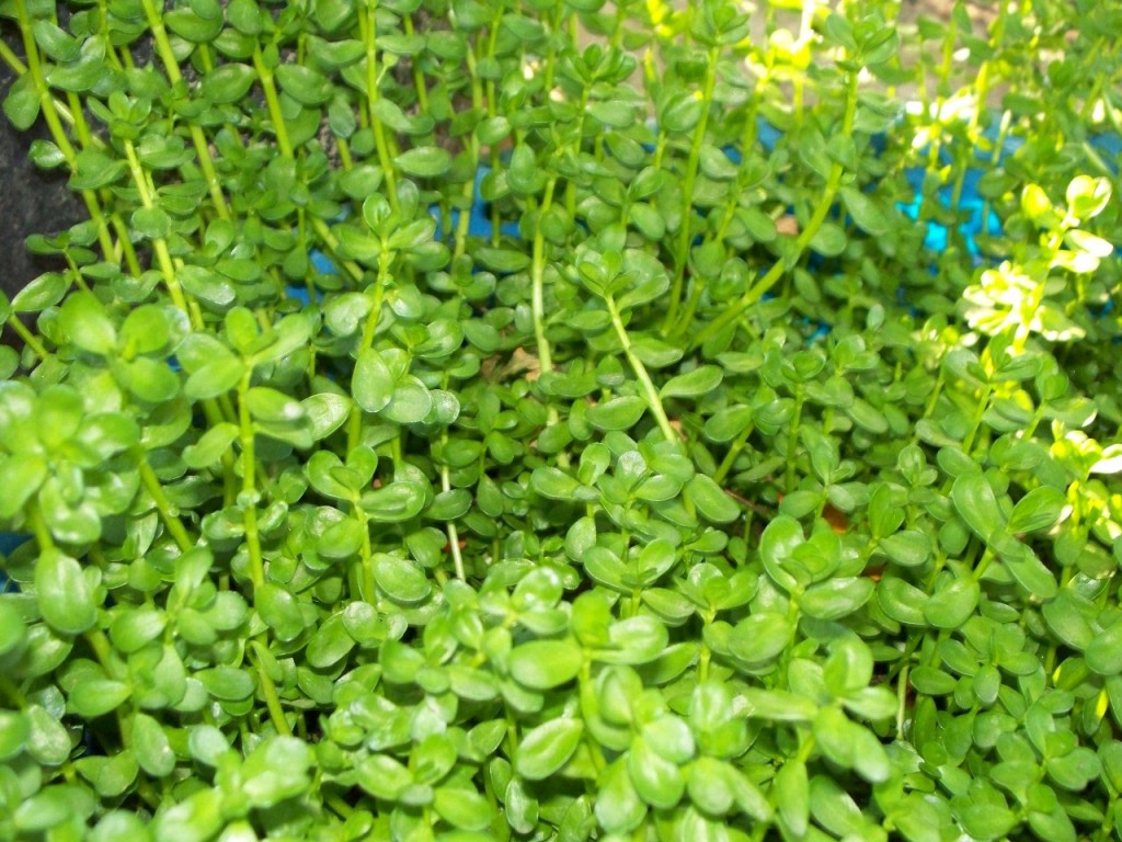 Rau đắng