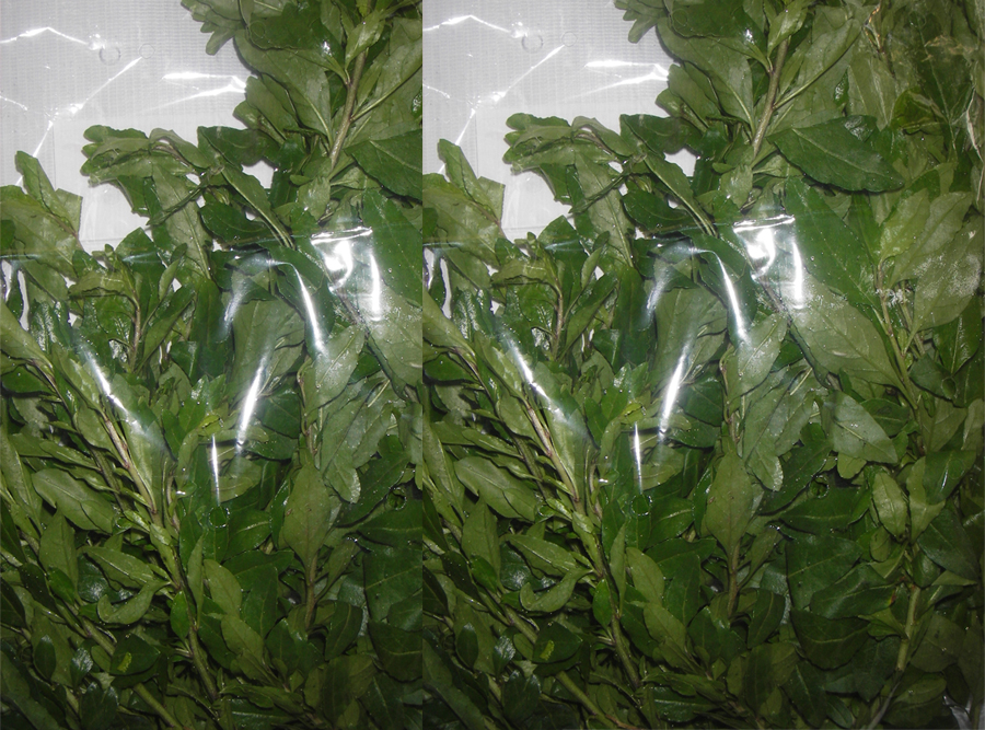 Rau Khởi Tử (Củ Khởi)