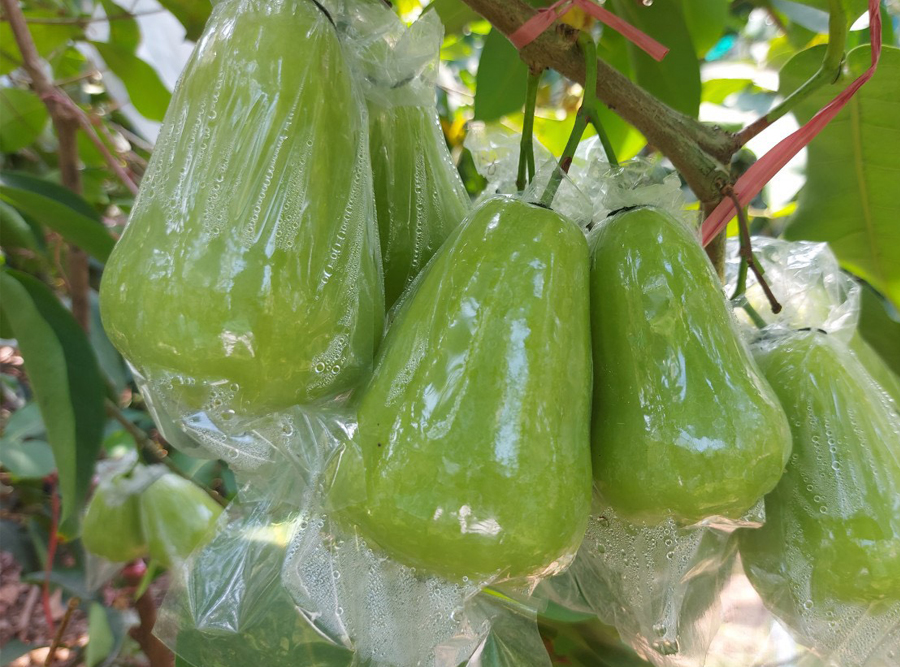 Roi xanh Tam Hoa