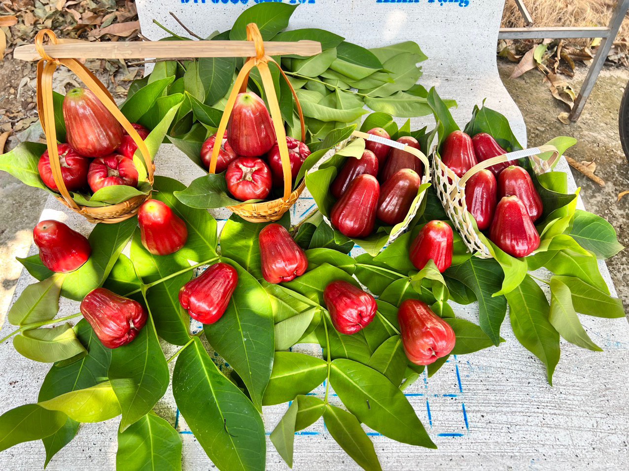Roi Đỏ cồ An Phước