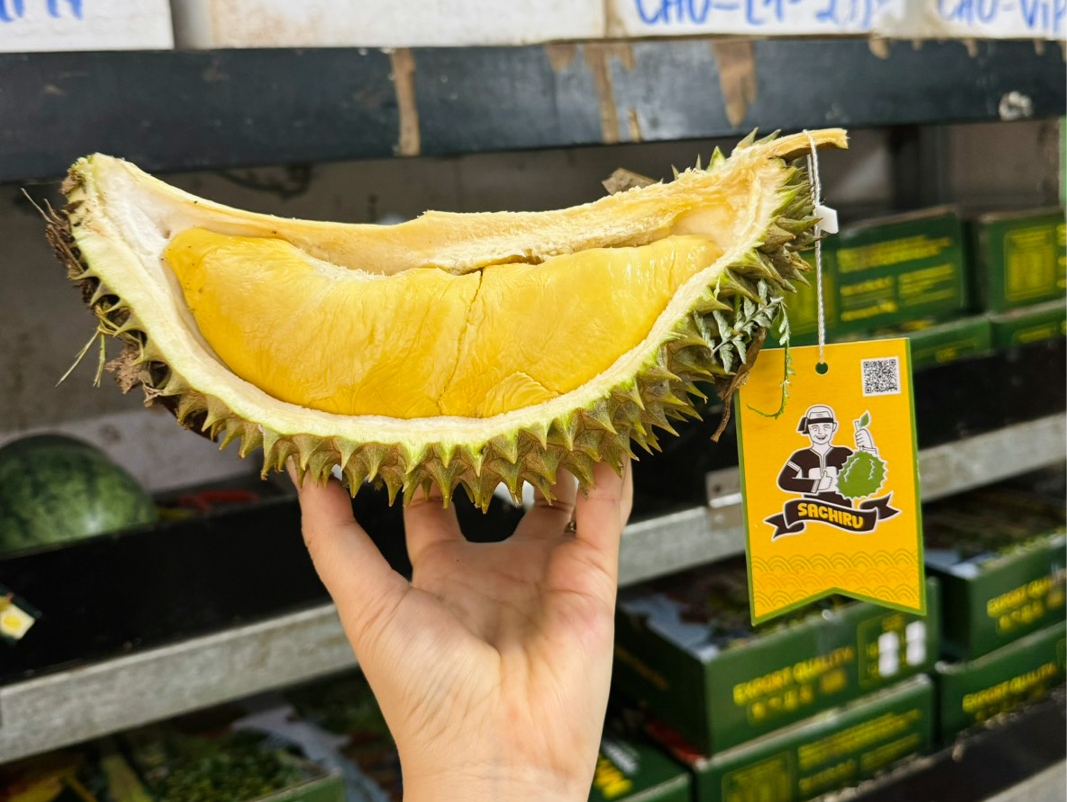 Sầu Riêng Cổ Chín Rụng Sachiru