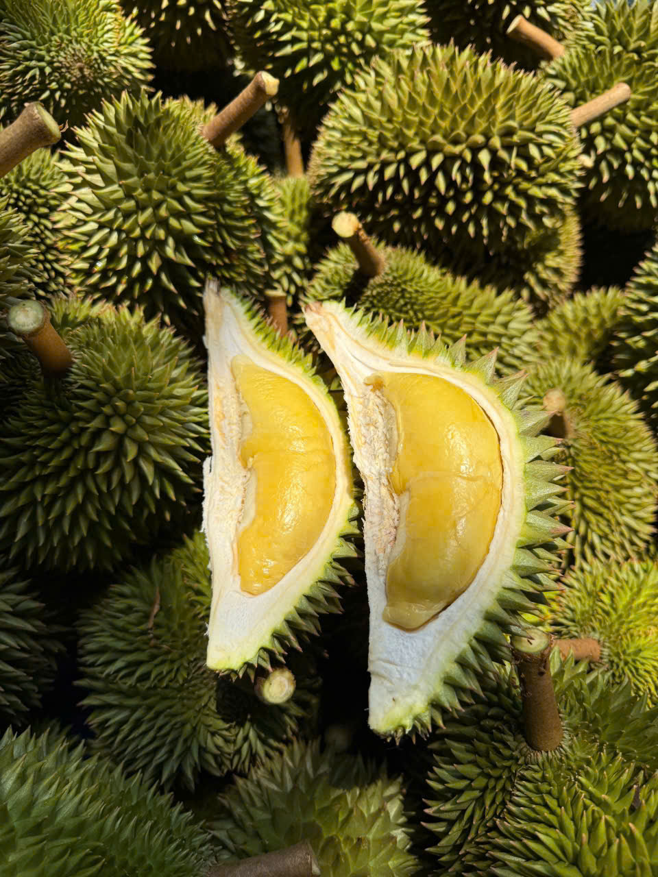 Sầu riêng Sáu Hữu