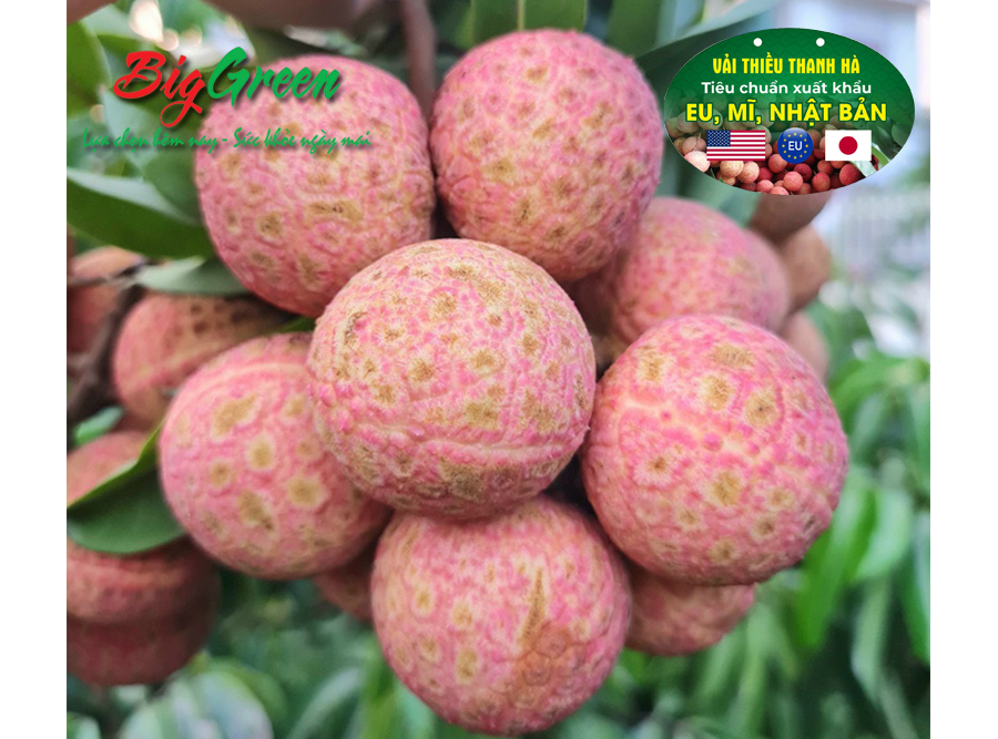 Vải Thiều Thanh Hà Xuất Khẩu