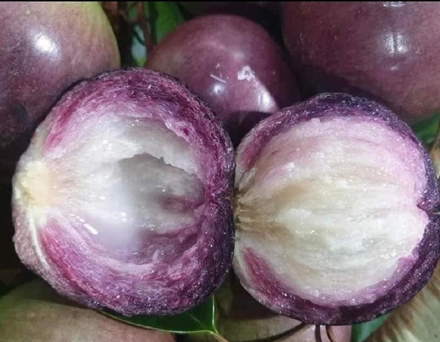 Vú sữa lò rèn quả tím
